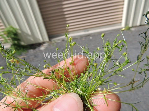 pearlwort, dwarf